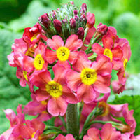 Primula Candelabra Plants - Chungensis