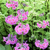 Primula Candelabra Plants - Collection