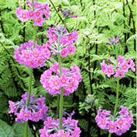 Primula Candelabra Plants - Collection