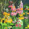 Primula candelabra Seeds - Mixed