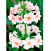 Primula japonica Plant - Apple Blossom