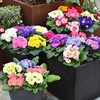 Primula Mix Plants (18)