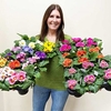 Primula Mix Plants (36)