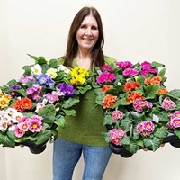 Primula Mix Plants (36)