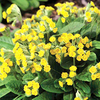 Primula Plant - Katy McSparron