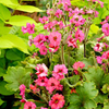 Primula Plant - Ooh La La Blood Orange