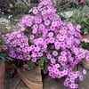 Primula Plant - Ooh la la Pastel Pink