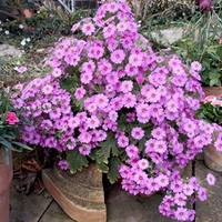 Primula Plant - Ooh la la Pastel Pink