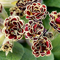Primula Plant - Tortoise Shell