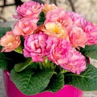 Primula Plants - Amore