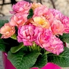 Primula Plants - Amore