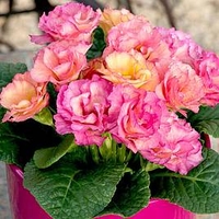 Primula Plants - Amore