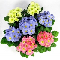 Primula Plants - Candy Mix