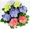 Primula Plants - Candy Mix