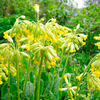 Primula Plants - Cowslip