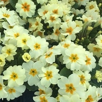 Primula Plants - Everlast