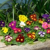 Primula Plants - F1 Select Mix