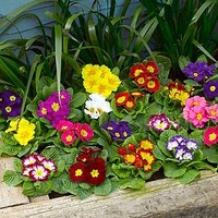 Primula Plants - F1 Select Mix