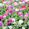Primula Plants - Pompon Mix