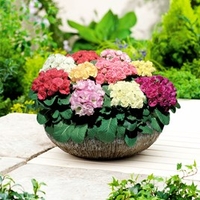 Primula Plants - Primlet Mix
