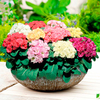 Primula Plants - Primlet Mix