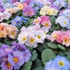 Primula Plants - Provence Mix