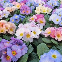Primula Plants - Provence Mix