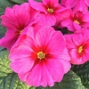 Primula Plants - Raesberry Rose