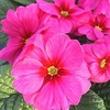 Primula Plants - Raesberry Rose