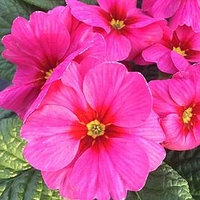Primula Plants - Raesberry Rose