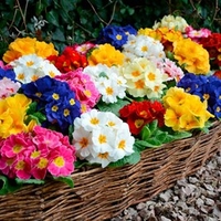 Primula Plants - Rambo