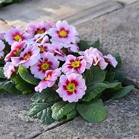 Primula Plants - Rambo Appleblossom