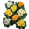 Primula Plants - Rambo Daffodil Mix