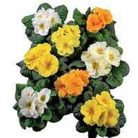 Primula Plants - Rambo Daffodil Mix