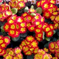 Primula Plants - Rambo Red Flame