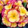 Primula Plants - Rhubarb & Custard