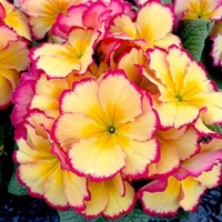 Primula Plants - Rhubarb & Custard