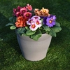 Primula Plants - Ringo Star Mix