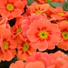 Primula Plants - Ringo Star Orange Red