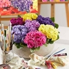 Primula Plants - Rubens Mix