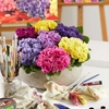 Primula Plants - Rubens Mix