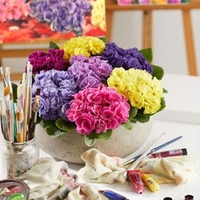 Primula Plants - Rubens Mix