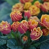 Primula Plants - Scented Sunbursts