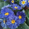 Primula Plants - Zebra Blue
