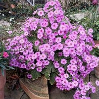 Primula Potted Plant - Ooh la la Pastel Pink
