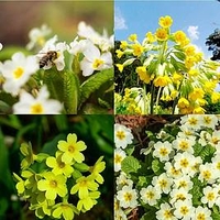 Primula Veris and Vulgaris