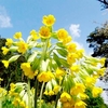 Primula veris Plants