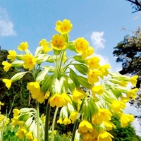 Primula veris Plants