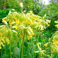Primula veris Plants