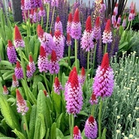 Primula vialii Plant - Red Hot Poker